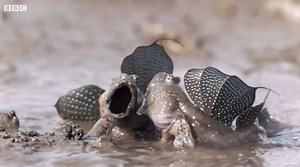 The Mudskipper, an amazing amphibious fish