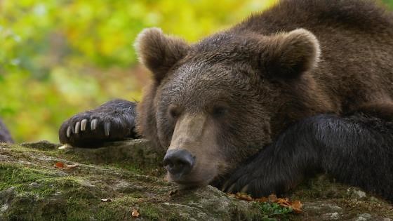 Natural Forest Habitat of the Bear