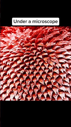 Human body parts under a microscope 🤯