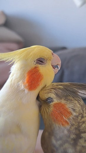 They are each other's sunshine ☀️ . . . . . . . #cockatiel #cockatielsofinstagram #cockatiels #birb #birbs #parrot #parrots #parrotsofinstagram #adopted #parakeet #parakeets #australianparrots #cockatiellife #birds #adoptdontshop #carolina #ninfa #pinkfloyd #tiels #australianbirds #cockatiellover #cockatiellove #birbs #thebirdband #tiel #nymphs #calopsita #cutebird | The Bird Band