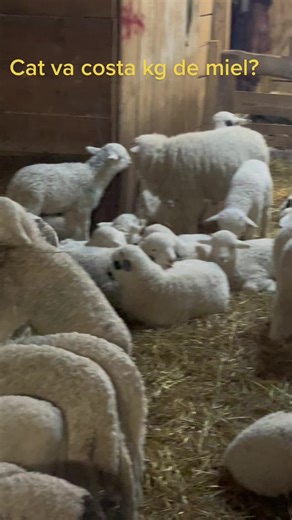 Discover the Life of Sheep in a Barn Setting