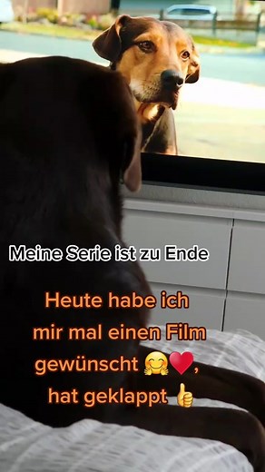 Milow❤️ (@milow_the_labrador)’s videos with Monkeys Spinning Monkeys - Kevin MacLeod & Kevin The Monkey