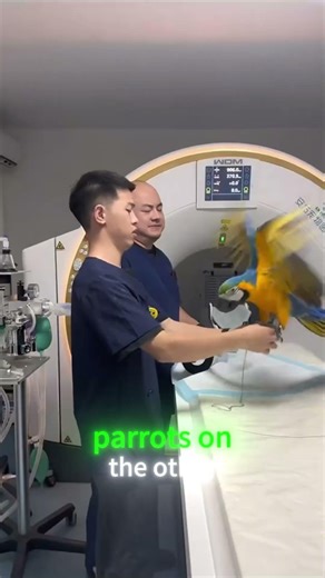 Animals in CT Scans Funny Fails! 🐾😂#animals #foryou #fyp #funny #cute