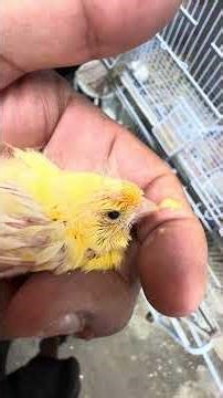 Canary babies growing fast #canarios #hatchlings #canarysinging