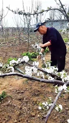 Cherry tree branches bending process #satisfying #pruning #gardeningtips #shorts