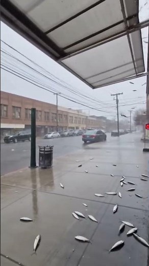 Fish Falling from the Sky! Unexpected Weather Phenomenon