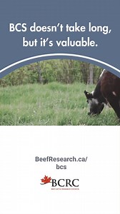 Learn more about cow body condition at BeefResearch.ca/bcs | Beef Cattle Research Council