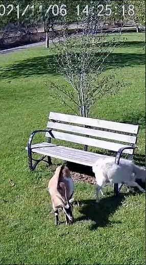 Two Goats Jump in Fear After a Flying Bag | Real Daytime CCTV Footage