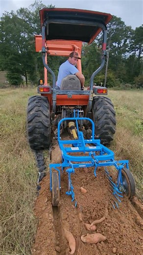🍠 Sweet Potato digging here at the farm! | Indian Village Harvest Farm