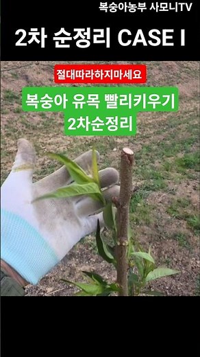 복숭아 유목 빨리키우기 2차 순정리 절대따라하지마세요 [복숭아재배방법] ‪@사모니‬ #복숭아재배 #shorts
