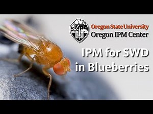 IPM for Spotted Wing Drosophila in Blueberries
