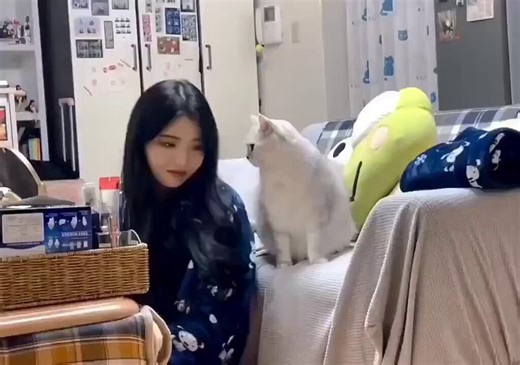 The sudden "bonk" game that started with the cat is just too adorable