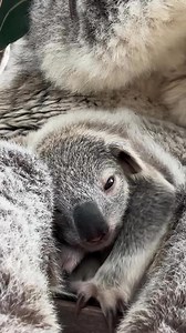 152K views · 9.7K reactions | Another adorable koala-cuddling moment...