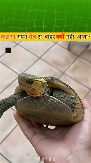 What Happens If a Turtle Tries to Come Out of Its Shell? 😲🐢 #amazingfacts #shorts