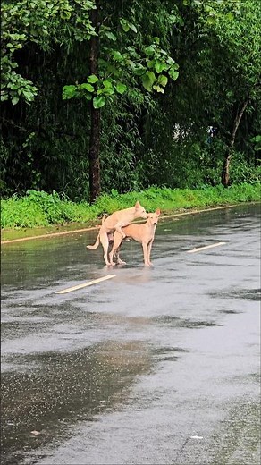 Dog Behavior Explained, Why Male Dog Mount Each Other, Two Male Dogs Showing Mating Instinct #shorts