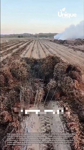 Collecting seaweed with a machine: people collecting seaweed in a field using a machine