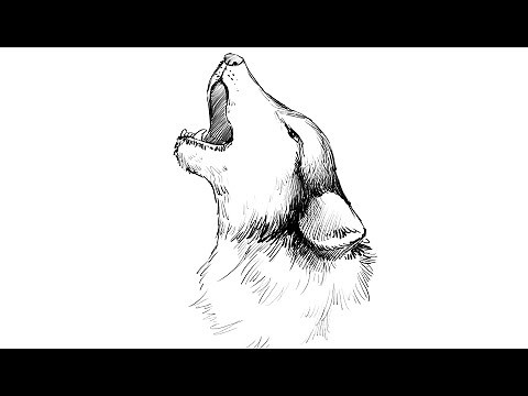 How to draw a Howling Wolf