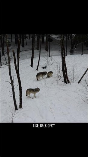 Wolf Mating Season at Parc Omega 🐺 | RV Winter Adventure