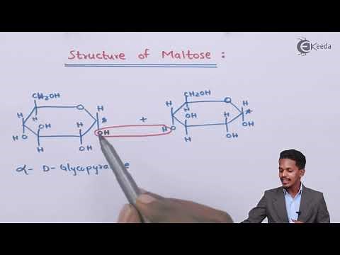 Structure of Maltose - Biomolecules - Chemistry Class 12