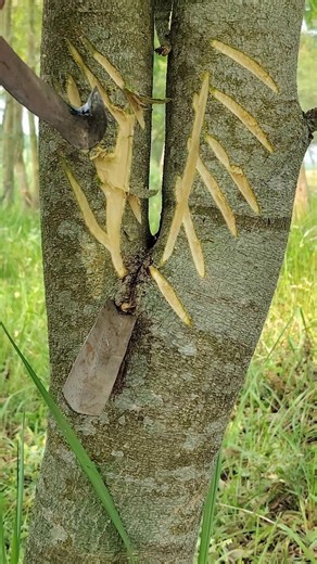 New method of cutting patterns on trees to collect sap#shorts #short #viral #satisfying #bamboo