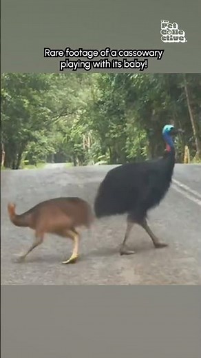 Adorable Cassowary and It's Baby Play On Road