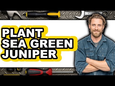 How to Plant Sea Green Juniper 2025 - Easy Guide