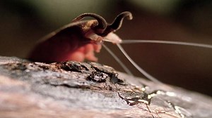 500 million years to evolve an oscillating "slime cannon"? Worth it. The world of South American velvet worms, from bioGraphic and Spine Films: calacade.my/2htkUrP. | California Academy of Sciences