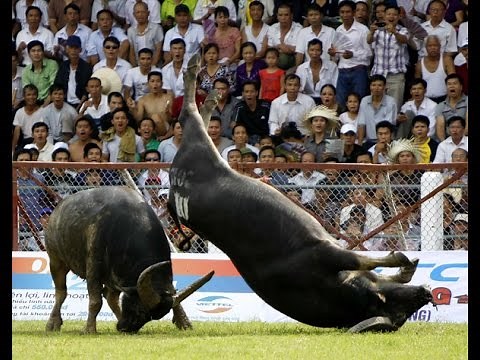 Chọi trâu Đồ Sơn Hải Phòng 2014 Full