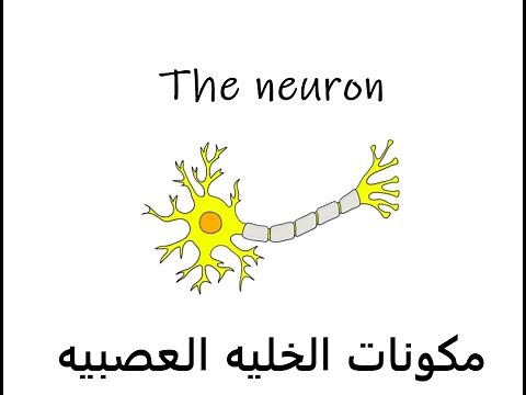The Neuron شرح مكونات الخلية العصبية