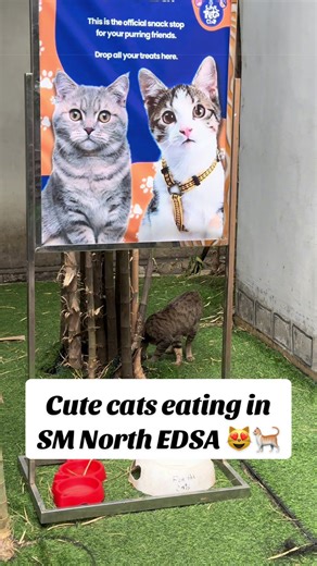 Cute cats eating in SM North EDSA Sky Garden 😻🐈 📍 SM North EDSA, Quezon City, Metro Manila, Philippines 🇵🇭 #cat #cats #catlover #catlovers #catsoftiktok