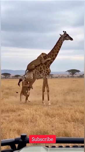 Two Lions vs Giraffe | Incredible Wildlife Battle in the Wild 🦁🦒