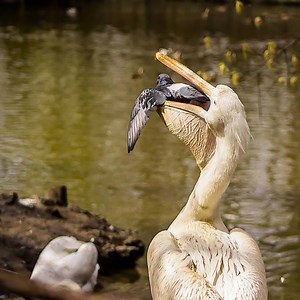Hungry Pelican eat everything! Animal Life | Animal Life