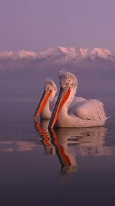 “King and Queen of the Pelicans weNo other Birds so grand we seeNone but we have feet like finsWith lovely leathery throats and chinsPloffskin, Pluffskin, Pelican jeeWe think no birds so happy as wePlumpskin, Ploshkin, Pelican jill.We think so then, and we thought so still. “Cosmo Sheldrake from his song Pelicans We | Mark Smith Photography