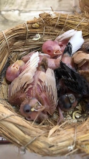Newborn!! Hand rearing Baby Birds 🐦😍 #beautiful #bird #fyp #birdlife #birdsounds #birdsinging #cutebird #birdsong #songwriter #streetfashion #dragonball #foryou #nature #natural | Paulla