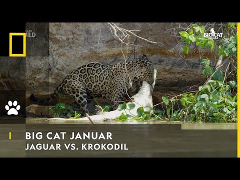 BIG CAT JANUAR - Jaguar vs. Krokodil | Nat Geo Wild