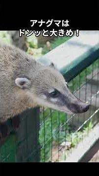 タヌキだと思ったらアナグマ！？1分で違いをチェック！