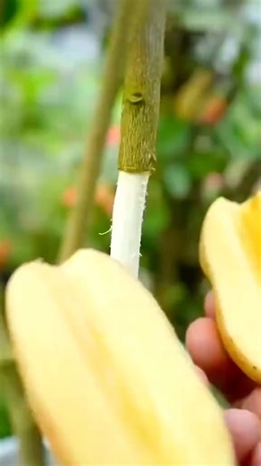 Root in 1 MONTH! Potato Hack to Grow Lemon Trees – Bear Fruit in JUST 1 YEAR!#plantingtechniques #pl #grafting | AgriWorld U.S.A