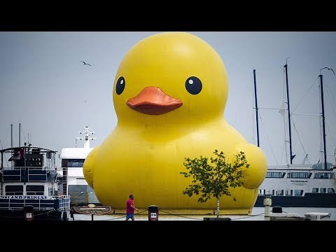 Giant rubber duck floats in Toronto for festival