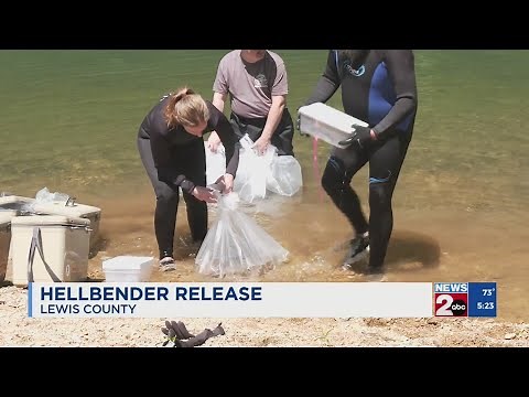 Hellbenders released in Lewis County, TN