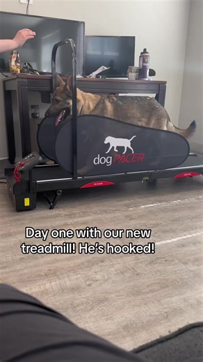 16K views · 852 reactions | #GermanShepherd #gsd #gsdgait | Demon.Dog.Duo | Facebook