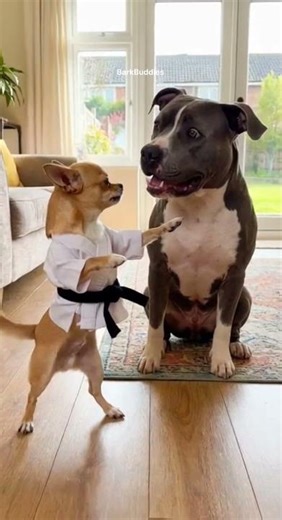 Chihuahua Karate Skills Surprise Pitbull 😂 #dog #funnyanimals #pets #funnydogs #shortsfeed #viral