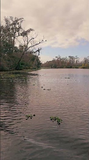 Take a Jean Lafitte Swamp Tour