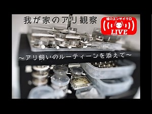"我が家のアリ観察 〜アリ飼いのルーティーンを添えて〜" 【蟻のエンサイクロLIVE！！】Watching & Keeping Ants ~Live Streaming~ 〜2020.06.29〜