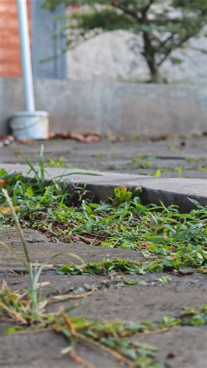 RC Ford F150 Kecil Tapi Tenaganya Gak Main-Main #rccars #mainanremote