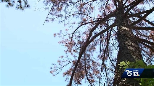 Fungal disease threatens Alabama's pine tree forests