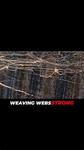 The Spider Bride 🕷️ | The Haunting Legend of Japan’s Jorōgumo Explained #folklore #folkloreshorts