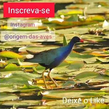 canto do frango d'água azul conheça essa ave 👇