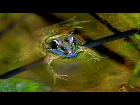 Croaking Frog | Relaxing Sounds for Sleep, Meditation, Deep Rest, Study, Focus, Relax