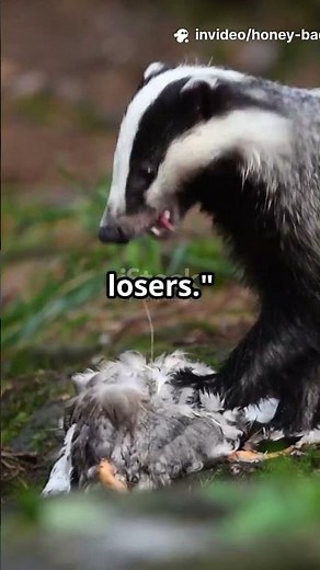 "Honey Badger: The Fiercest and Funniest Animal Ever! 🦡😂"
