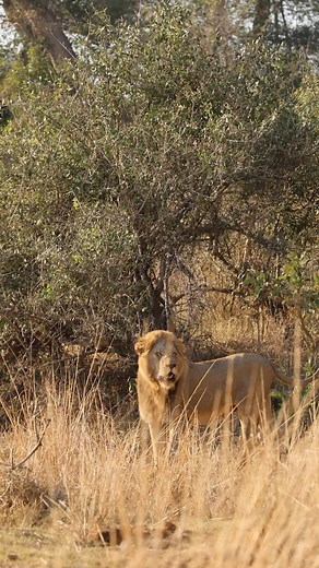 4.3K views · 10K reactions | Have you ever seen 4 Male Lions...